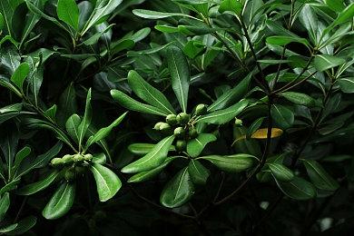 《小缇娜的奇幻之地》PS4实体版可付费次世代升级 Xbox One版不行